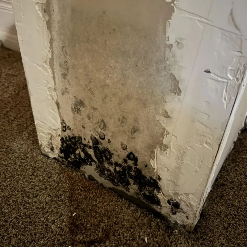 Professional Mold Removal in Iredell County, NC
